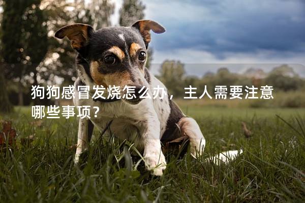 狗狗感冒發燒怎么辦,主人需要注意哪些事項? 狗狗感冒發燒怎么辦,主人需要注意哪些事項?