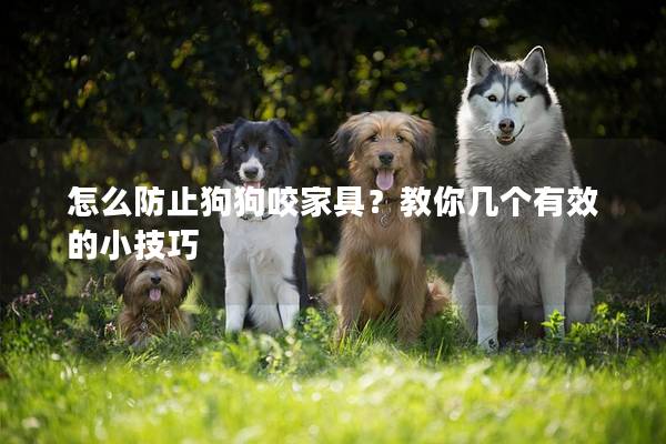 怎么防止狗狗咬家具？教你幾個有效的小技巧