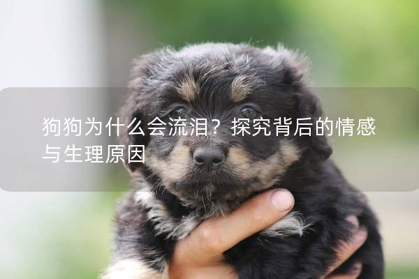 狗狗為什么會流淚？探究背后的情感與生理原因