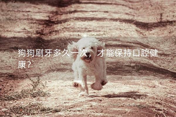 狗狗刷牙多久一次，才能保持口腔健康？
