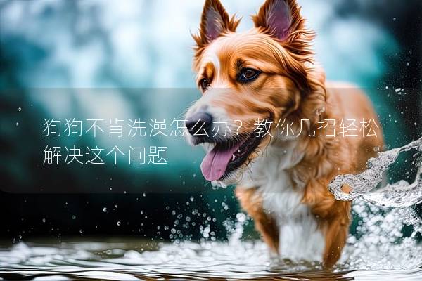 狗狗不肯洗澡怎么辦？教你幾招輕松解決這個問題
