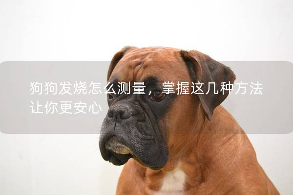 狗狗發燒怎么測量，掌握這幾種方法讓你更安心