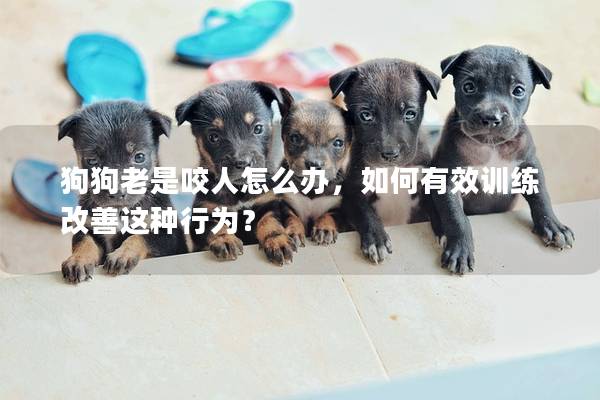 狗狗老是咬人怎么辦，如何有效訓(xùn)練改善這種行為？