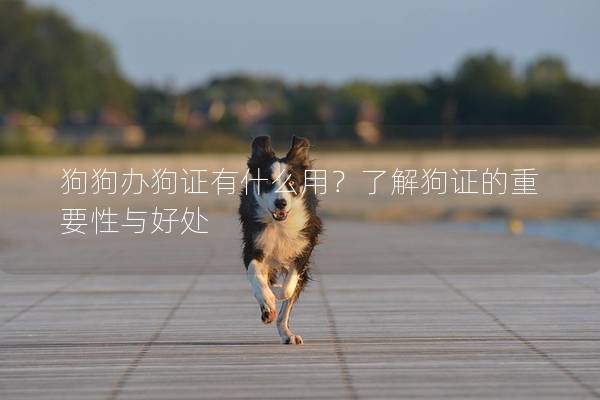 狗狗辦狗證有什么用？了解狗證的重要性與好處