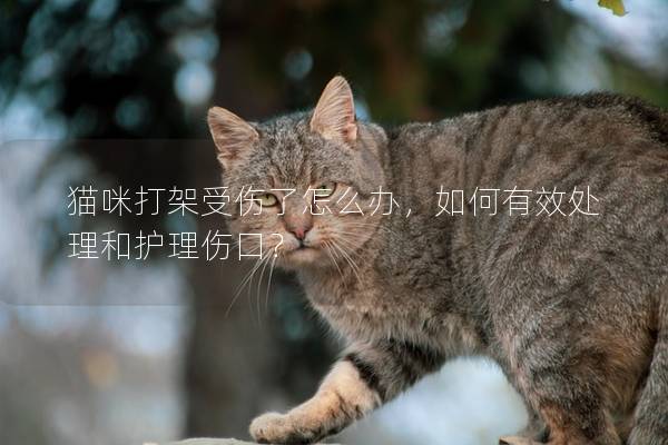 貓咪打架受傷了怎么辦，如何有效處理和護理傷口？