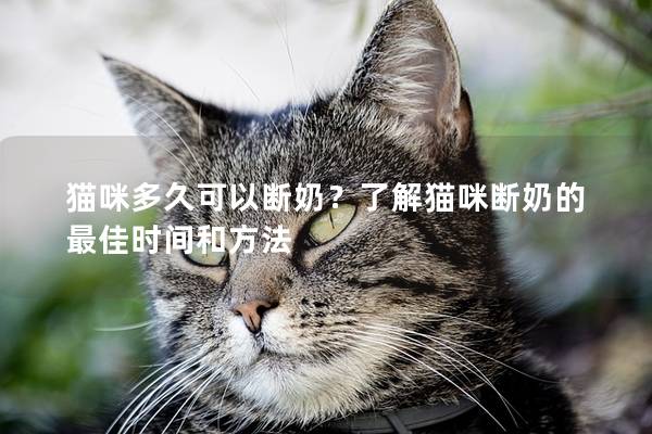 貓咪多久可以斷奶？了解貓咪斷奶的最佳時(shí)間和方法