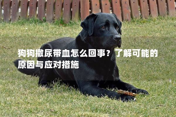 狗狗撒尿帶血怎么回事？了解可能的原因與應對措施