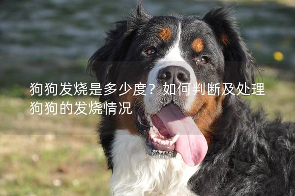 狗狗發燒是多少度？如何判斷及處理狗狗的發燒情況