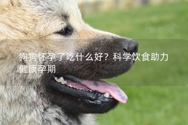 狗狗懷孕了吃什么好？科學飲食助力健康孕期