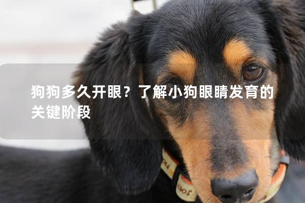 狗狗多久開眼?了解小狗眼睛發育的關鍵階段 狗狗多久開眼?了解小狗眼睛發育的關鍵階段