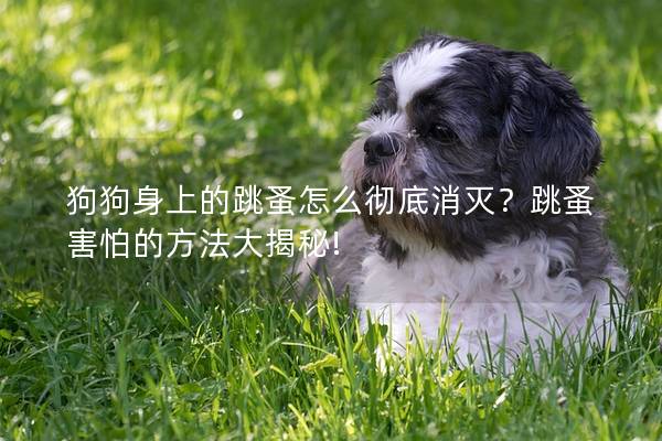 狗狗身上的跳蚤怎么徹底消滅？跳蚤害怕的方法大揭秘!