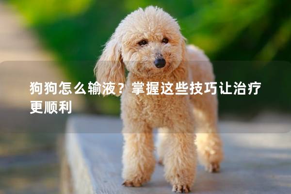 狗狗怎么輸液？掌握這些技巧讓治療更順利