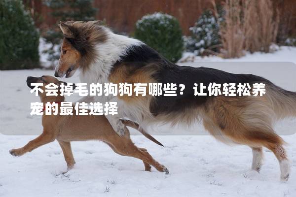 不會掉毛的狗狗有哪些？讓你輕松養(yǎng)寵的最佳選擇