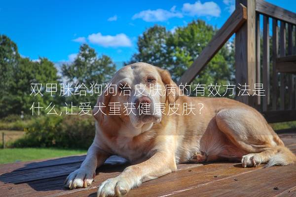雙甲脒給狗狗治皮膚病的有效方法是什么,讓愛(ài)犬重獲健康皮膚？