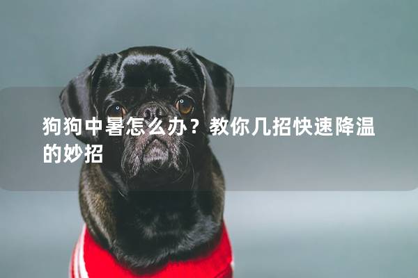 狗狗中暑怎么辦？教你幾招快速降溫的妙招