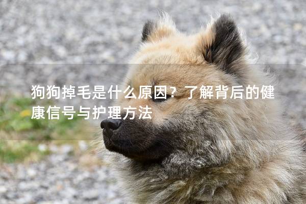 狗狗掉毛是什么原因？了解背后的健康信號與護理方法