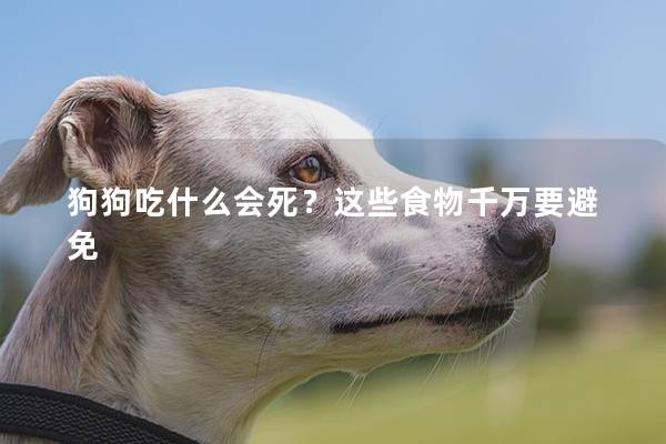 狗狗吃什么會死？這些食物千萬要避免