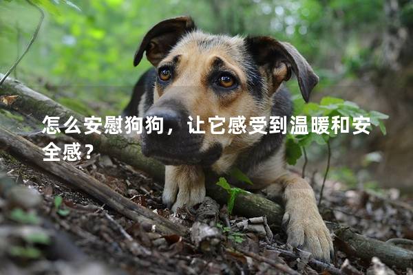 怎么安慰狗狗，讓它感受到溫暖和安全感？