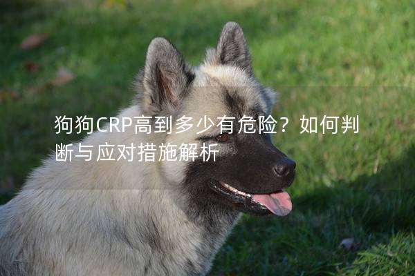 狗狗CRP高到多少有危險?如何判斷與應對措施解析 狗狗CRP高到多少有危險?如何判斷與應對措施解析