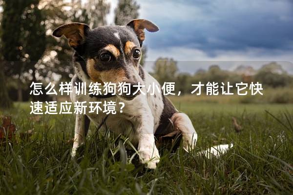 怎么樣訓練狗狗大小便，才能讓它快速適應新環(huán)境？