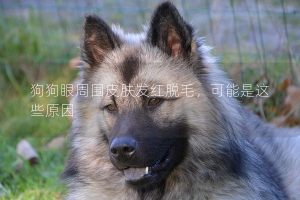 狗狗眼周圍皮膚發紅脫毛，可能是這些原因