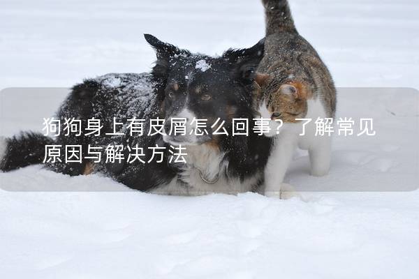 狗狗身上有皮屑怎么回事？了解常見原因與解決方法