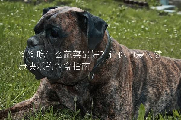 狗狗吃什么蔬菜最好？讓你的愛犬健康快樂的飲食指南