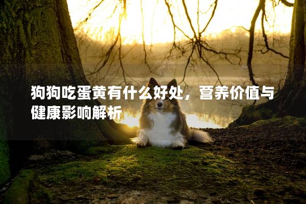 狗狗吃蛋黃有什么好處，營養(yǎng)價值與健康影響解析