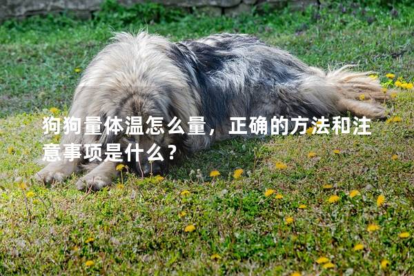 狗狗量體溫怎么量，正確的方法和注意事項是什么？