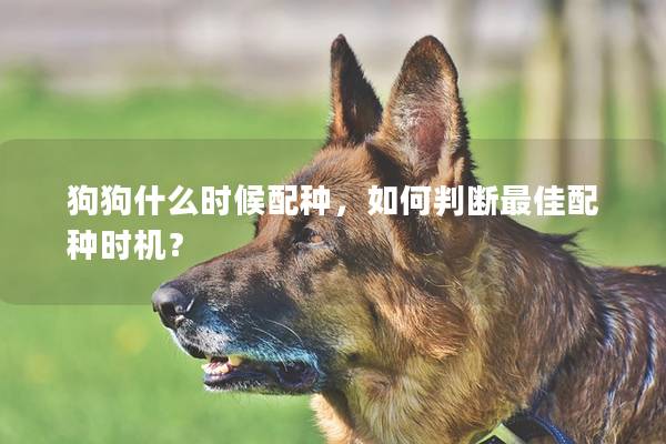 狗狗什么時候配種，如何判斷最佳配種時機？
