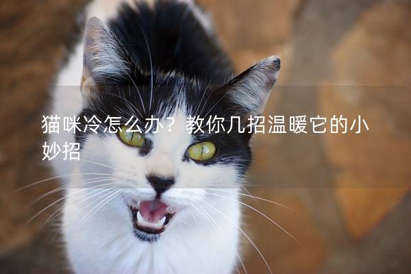 貓咪冷怎么辦？教你幾招溫暖它的小妙招