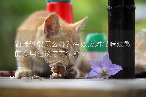 貓咪過敏怎么辦？有效應對貓咪過敏的實用建議與方法解析