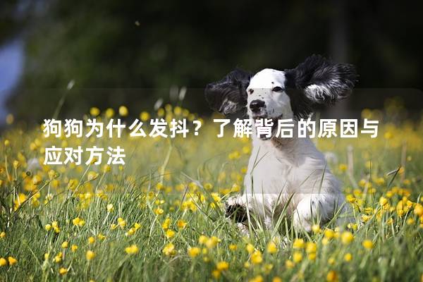 狗狗為什么發(fā)抖？了解背后的原因與應(yīng)對方法