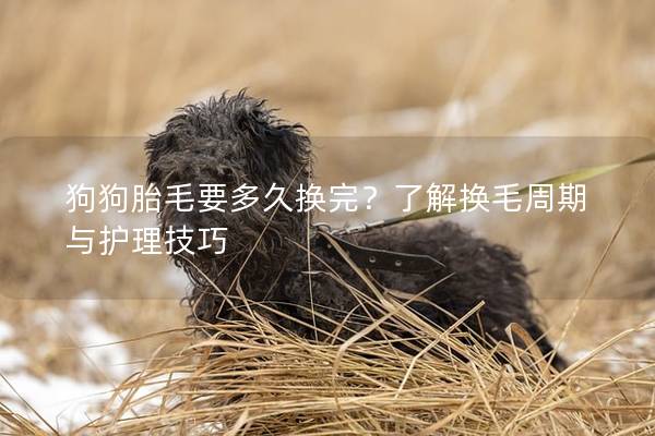 狗狗胎毛要多久換完？了解換毛周期與護理技巧