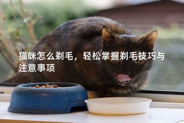 貓咪怎么剃毛,輕松掌握剃毛技巧與注意事項