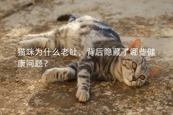 貓咪為什么老吐，背后隱藏了哪些健康問題？