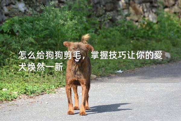 怎么給狗狗剪毛，掌握技巧讓你的愛(ài)犬煥然一新