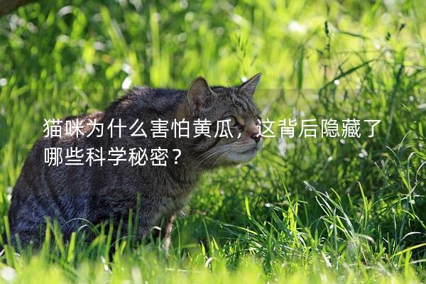 貓咪為什么害怕黃瓜，這背后隱藏了哪些科學秘密？