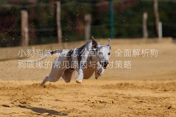 小狗狗咳嗽是怎么回事，全面解析狗狗咳嗽的常見原因與應對策略
