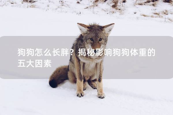 狗狗怎么長胖？揭秘影響狗狗體重的五大因素
