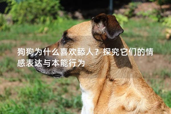 狗狗為什么喜歡舔人？探究它們的情感表達(dá)與本能行為