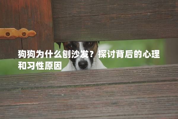狗狗為什么刨沙發？探討背后的心理和習性原因