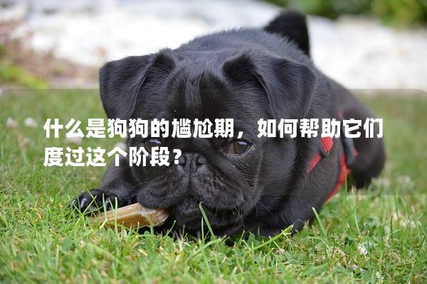 什么是狗狗的尷尬期，如何幫助它們度過這個階段？