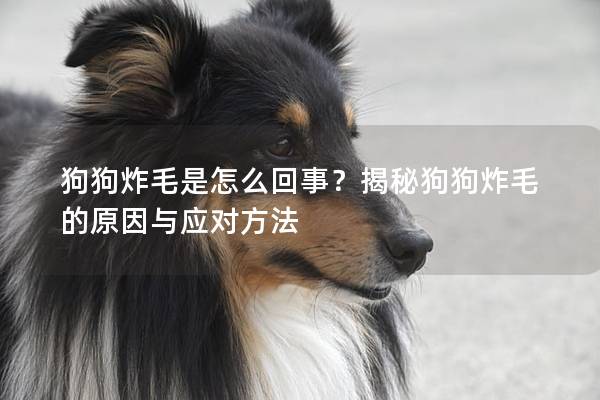 狗狗炸毛是怎么回事？揭秘狗狗炸毛的原因與應對方法