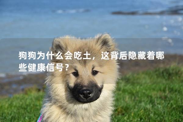 狗狗為什么會吃土，這背后隱藏著哪些健康信號？