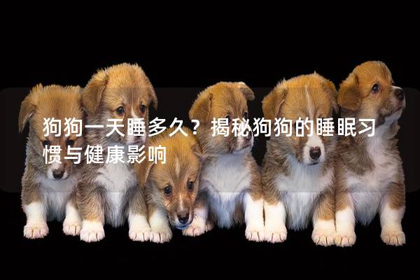 狗狗一天睡多久？揭秘狗狗的睡眠習慣與健康影響
