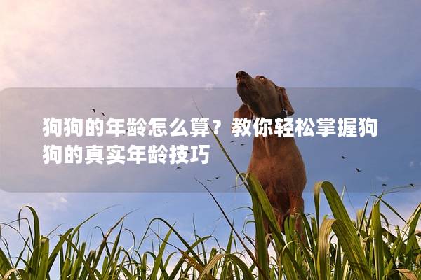 狗狗的年齡怎么算？教你輕松掌握狗狗的真實年齡技巧