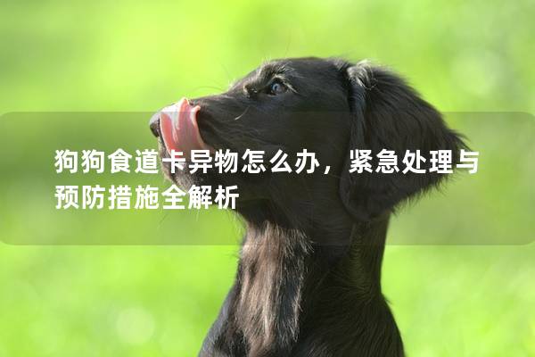 狗狗食道卡異物怎么辦，緊急處理與預防措施全解析