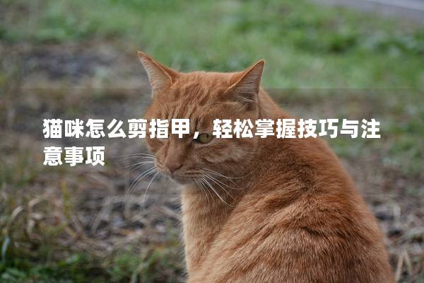 貓咪怎么剪指甲，輕松掌握技巧與注意事項(xiàng)