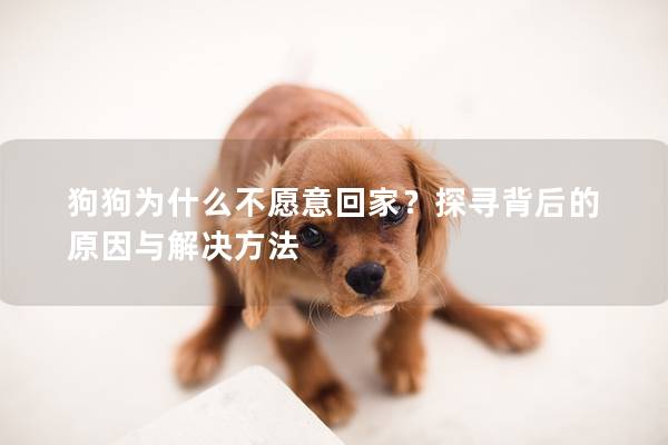 狗狗為什么不愿意回家？探尋背后的原因與解決方法